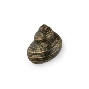 Oceana PullCast